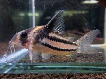 コリドラス スーパーパラレルス 4匹