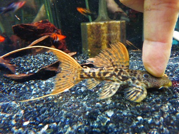 スーパータイタニックトリムプレコ13㎝