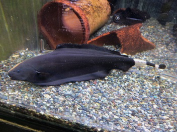 セルフィンブラックゴースト ペットのデパート東葛厚木店 観賞魚コーナー
