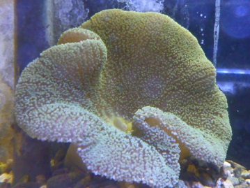 イボハタゴイソギンチャク ロングテンタクルアネモネ ペットのデパート東葛厚木店 観賞魚コーナー