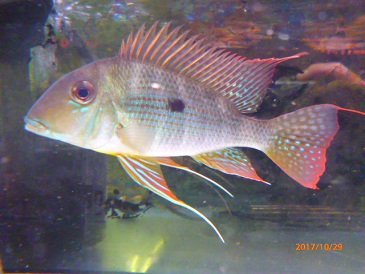 WILDゲオファーガス ネアンビ｜ペットのデパート東葛厚木店 観賞魚 