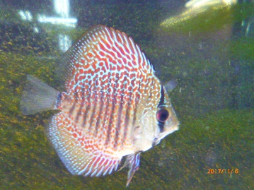 レッドスポットスネークディスカス｜ペットのデパート東葛厚木店 観賞