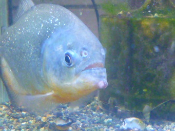 ピラニアナッテリー マラジョ ペットのデパート東葛厚木店 観賞魚コーナー