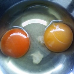 2卵生のタマゴ
