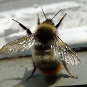 手を広げる蜜バチ