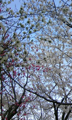 080401_1620~01.JPG