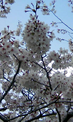 080401_1625~01.JPG