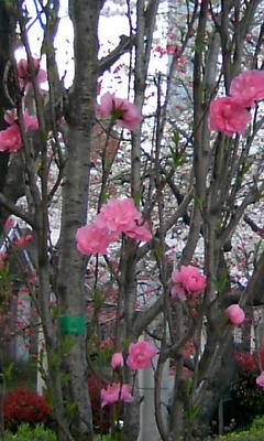 080401_1621~01.JPG