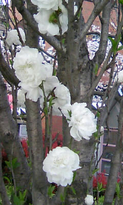 080401_1621~02.JPG