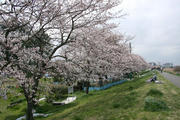 20100403_001.JPG