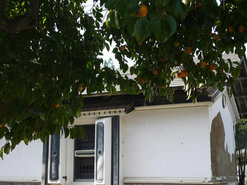P1000131.jpg