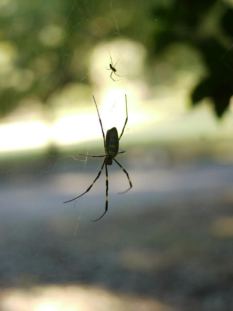 P1000092.jpg