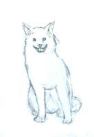 わんこ
