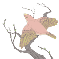 edatori.png
