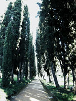 VillaAdriana-sypresses.jpg