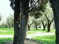 VillaAdriana-olive.jpg
