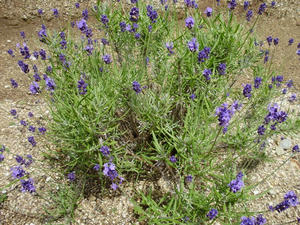 lavender.JPG