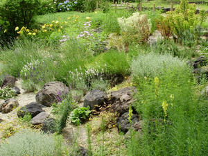 garden.JPG