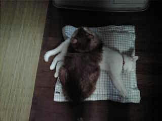 20081108141048.jpg
