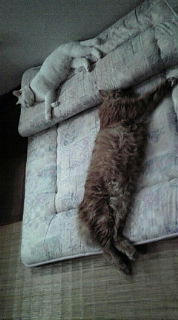 20081117131235.jpg
