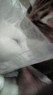 20081125204922.jpg