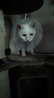 20081126131615.jpg