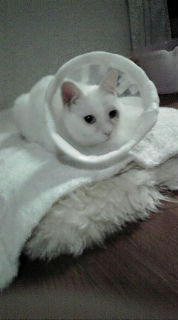 20081203182606.jpg