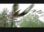 2.flv_002398262.jpg