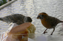 食べる小鳥