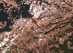 五条川夜桜