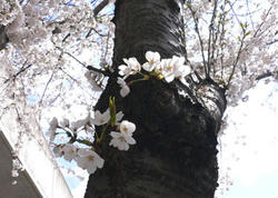 桜