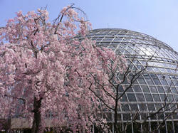 枝垂桜と温室
