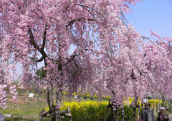 枝垂桜と菜の花