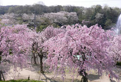 東谷山フルーツパーク・枝垂桜