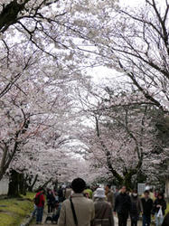 桜の馬場