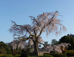 八坂神社の桜