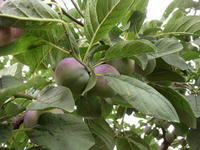 20080705.jpg