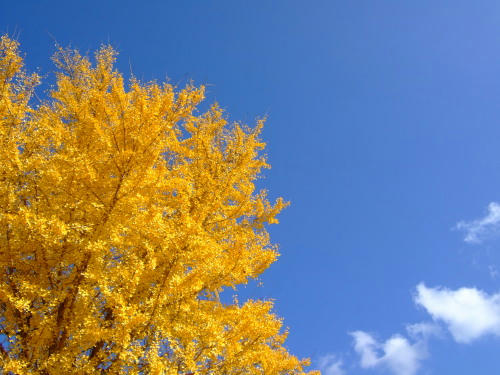 20101201_yellow.jpg