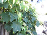 DSCF0928.JPG