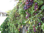 DSCF0927.JPG