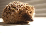 DSCF1292.JPG