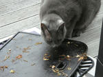 DSC00978.JPG