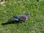 IMG_0352.JPG