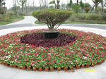 花１