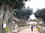 吊り橋
