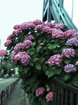 20070619172427.jpg