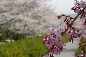 080405mannou004.JPG