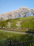 桜も満開