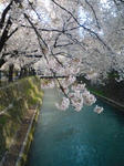 川に映える桜