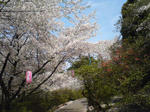 桜です